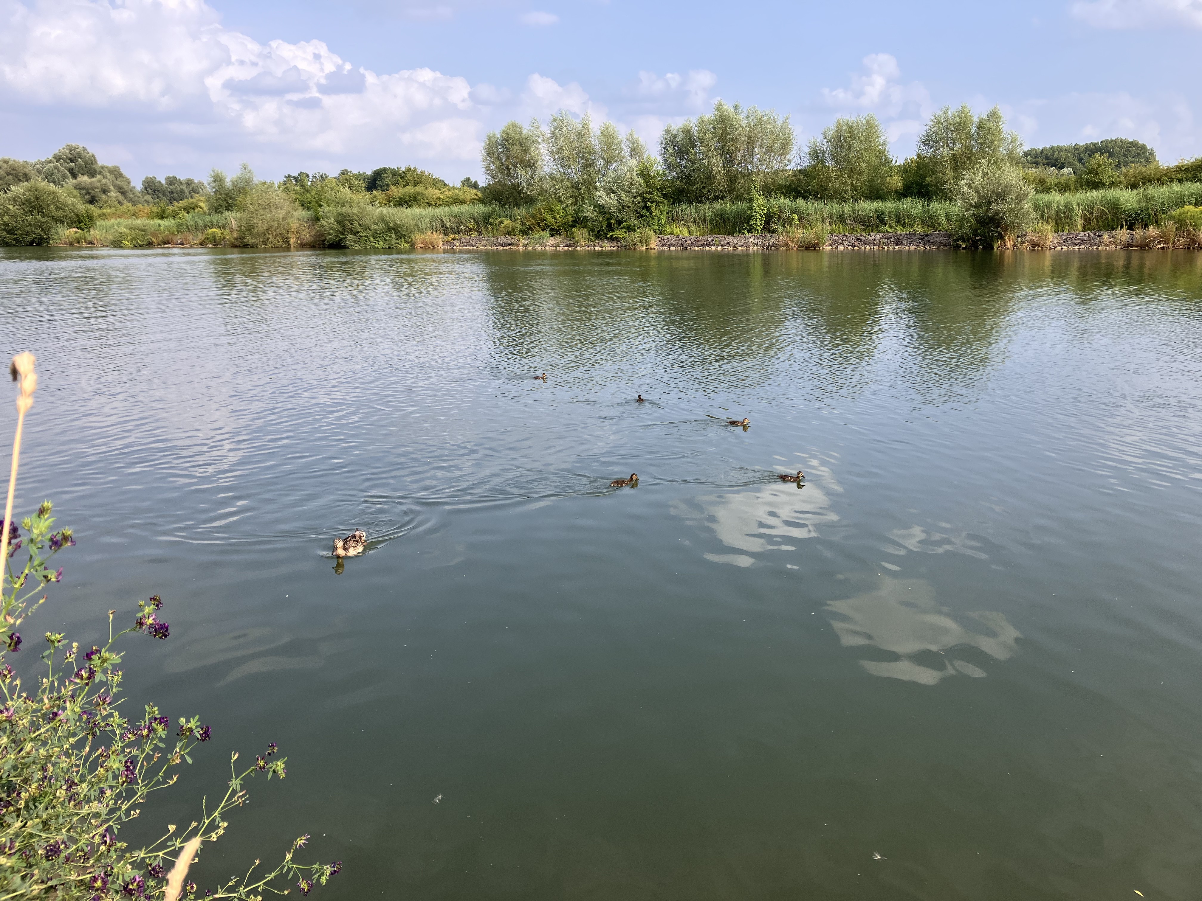 Natur am Kanal - Datteln-Hamm-Kanal bei Bergkamen-Rünthe zwischen Werne und Stockum